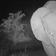 Image for article titled Scientists have found an endangered species of elephant in South Sudan for the first time